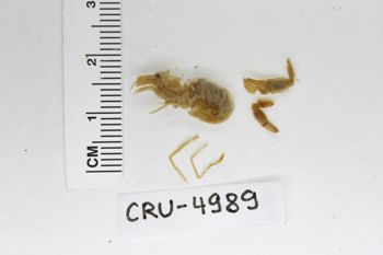 Media type: image;   Invertebrate Zoology CRU-4989 Description: Preserved specimen.;